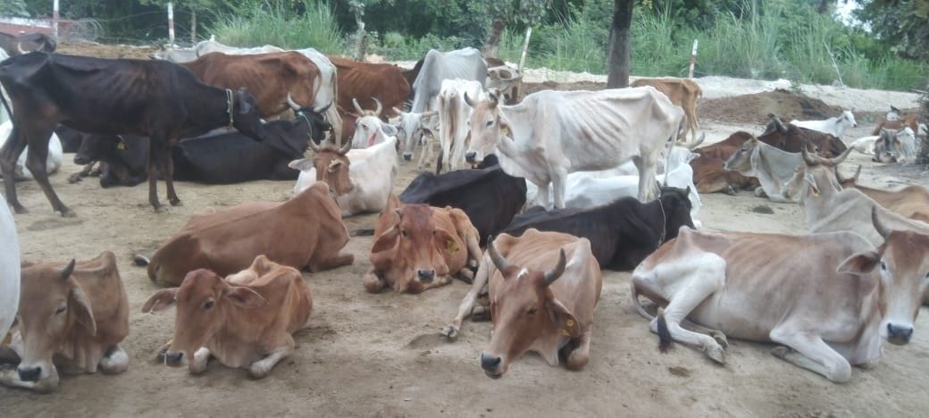 There is no fodder in the cowshed for two days