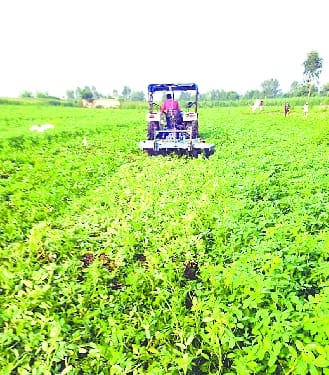 Peanuts did not come due to bad seeds, then the crop was tilled