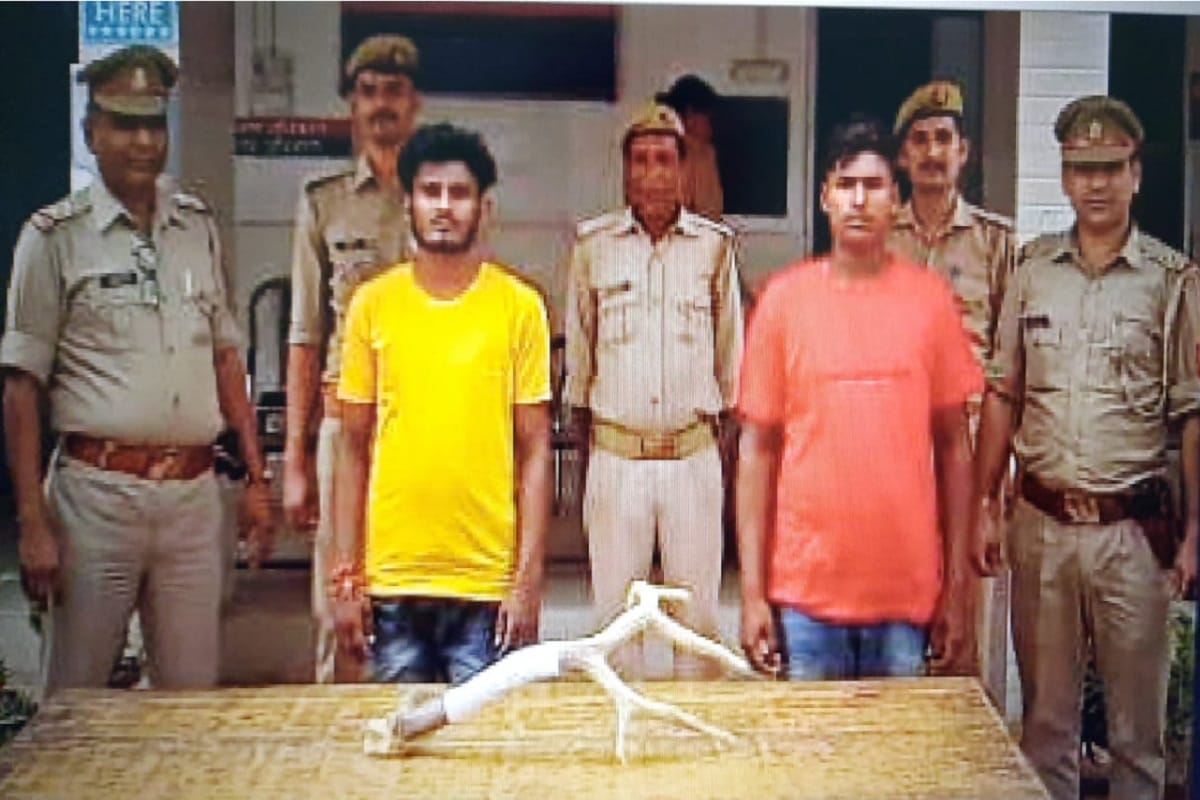 UP News: Two accused including wild deer horn arrested in Muzaffarnagar and nine accused arrested in other two cases