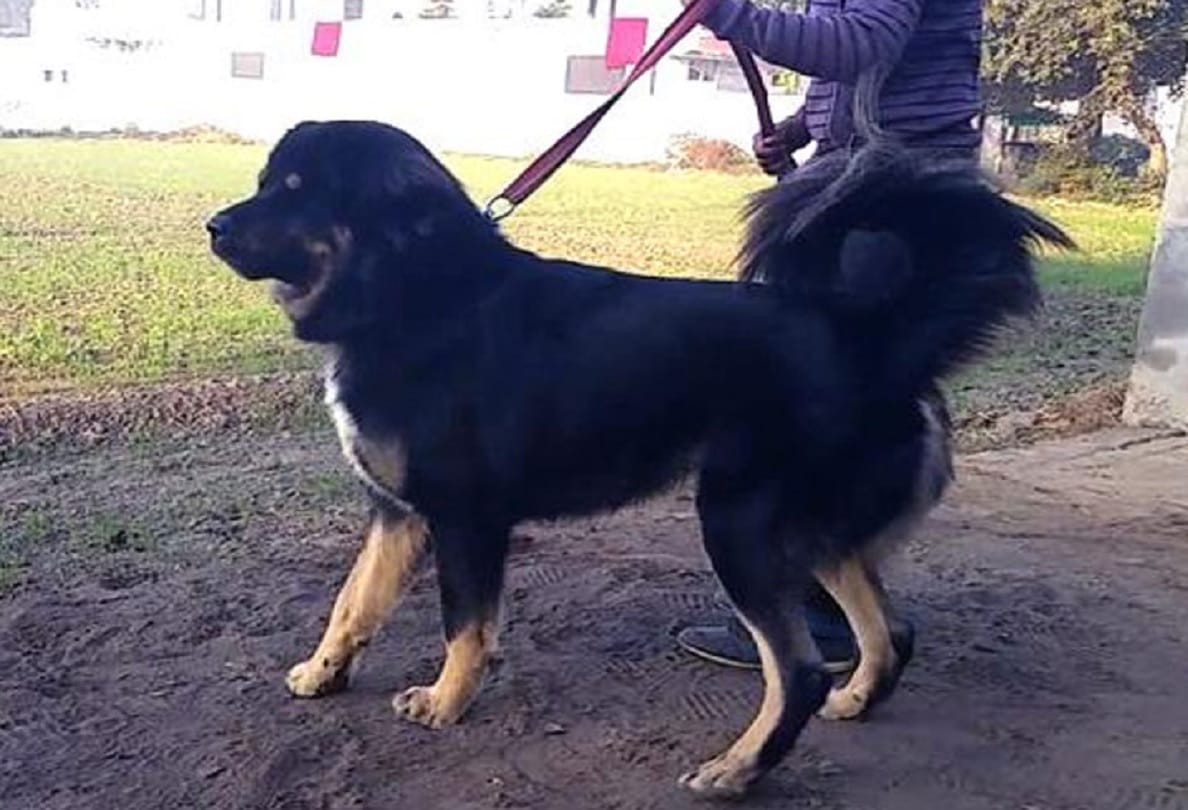 Pet park to get started in Delhi people may play openly with animals