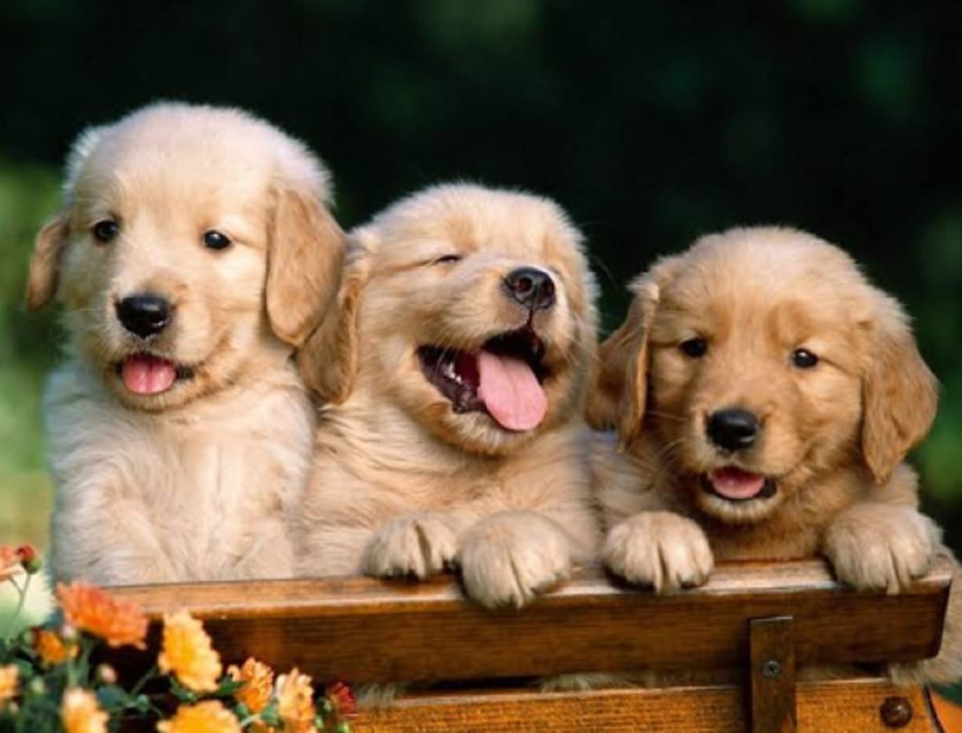 Animal Birth Control centers will be opened in 58 districts in Uttar Pradesh.
