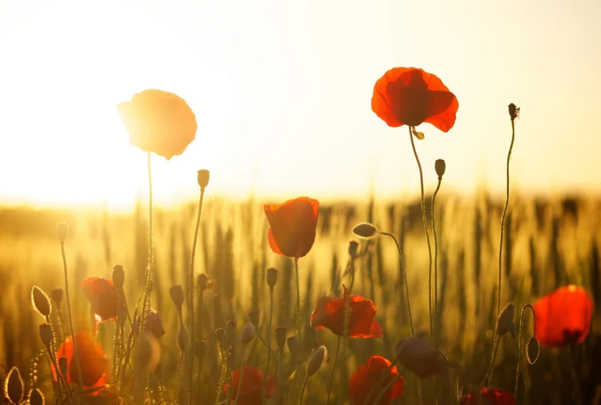 the sun never sets in these places of the world, know about these cities