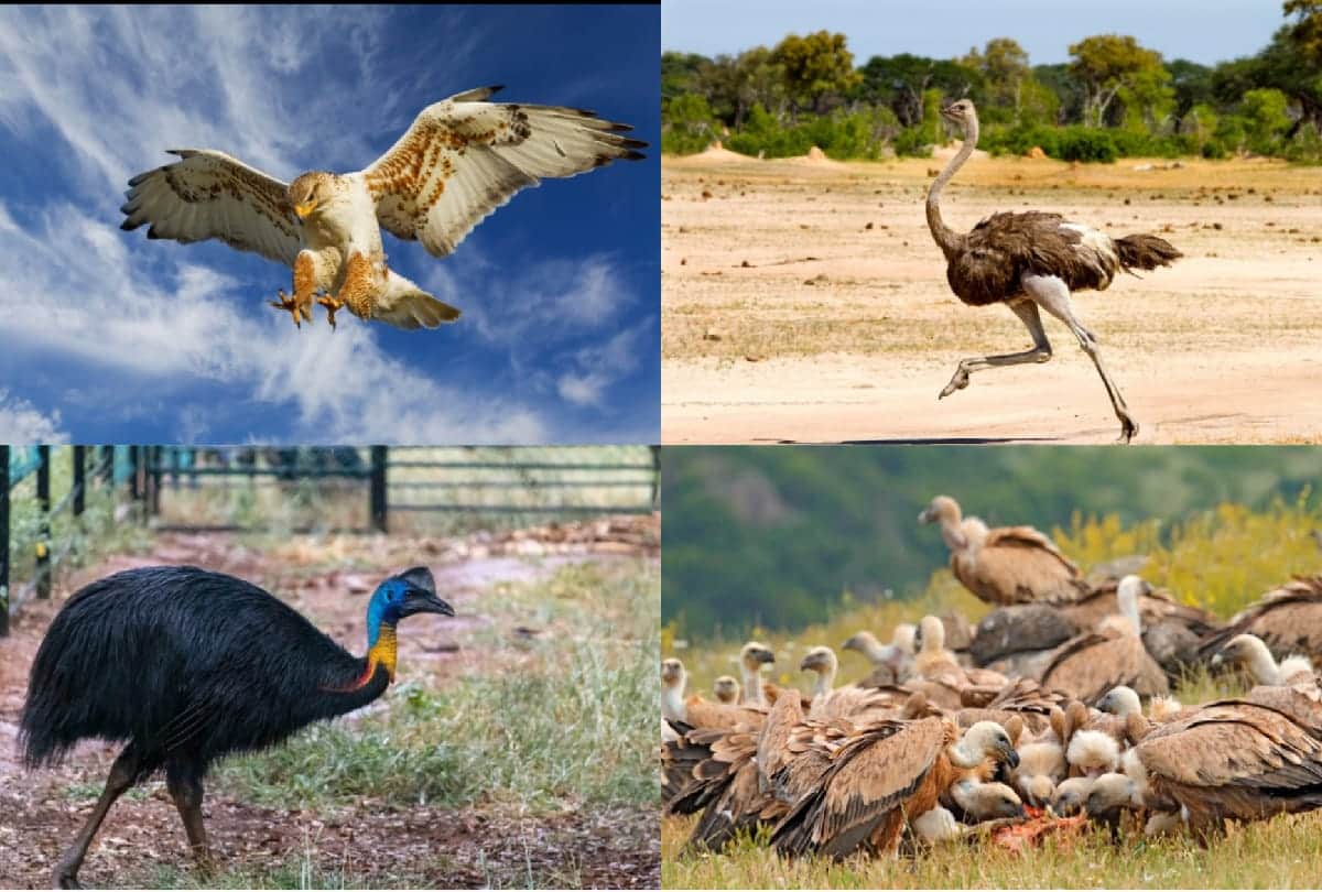 5 Most dangerous Birds in the world who can take anyones life in a moment