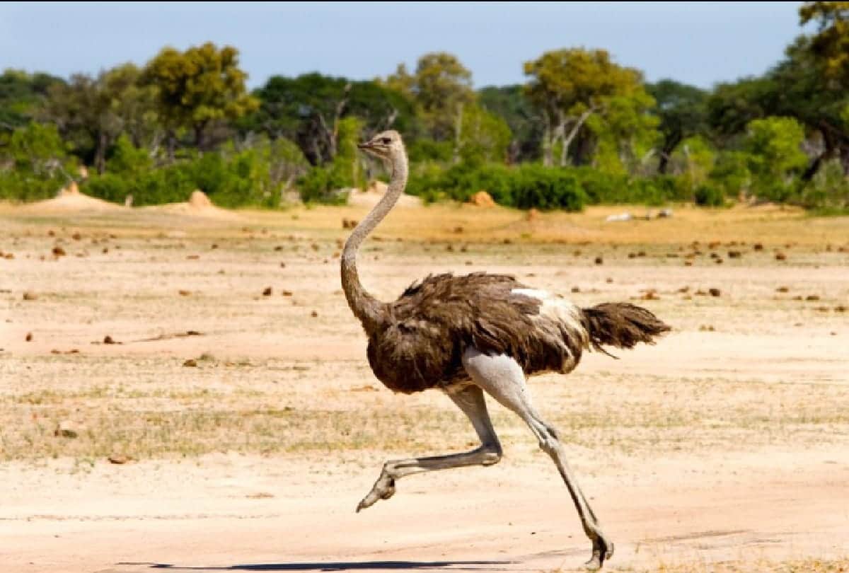 5 Most dangerous Birds in the world who can take anyones life in a moment