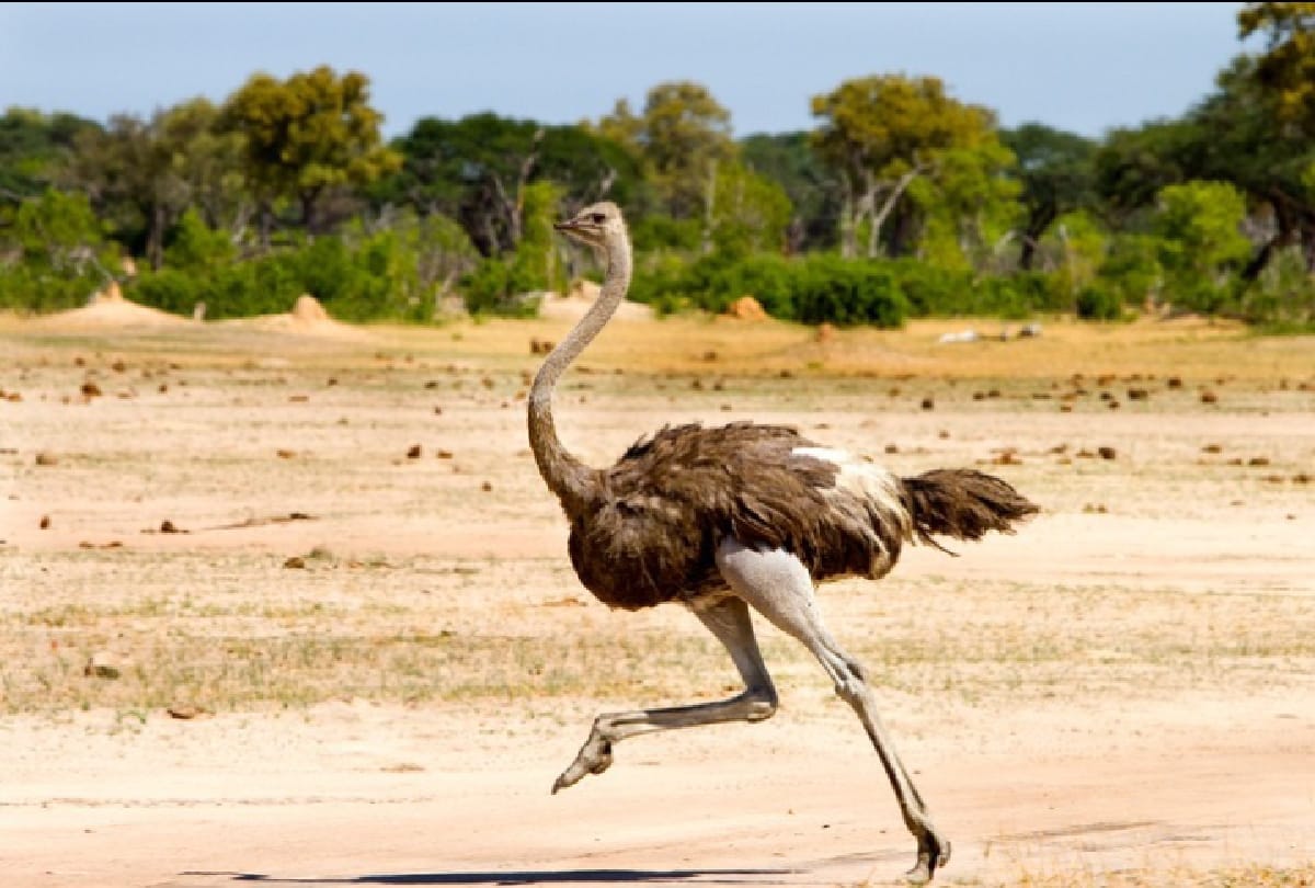 5 Most dangerous Birds in the world who can take anyones life in a moment