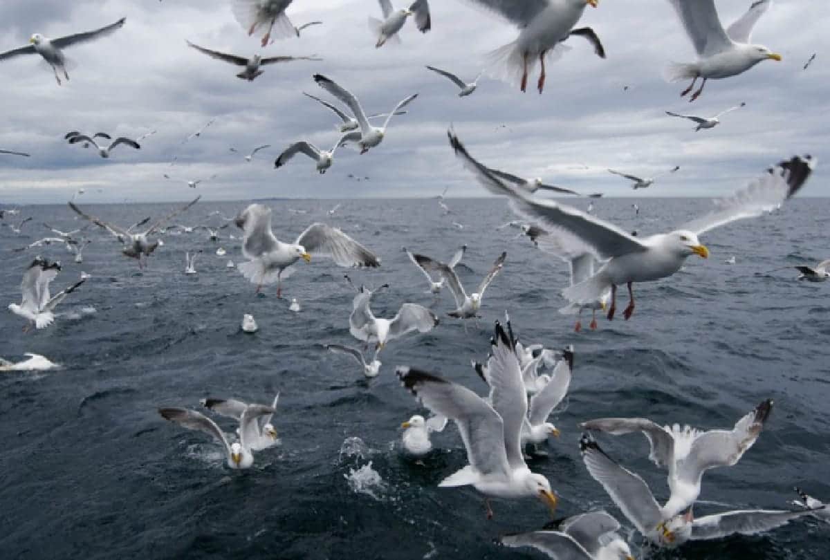 5 Most dangerous Birds in the world who can take anyones life in a moment