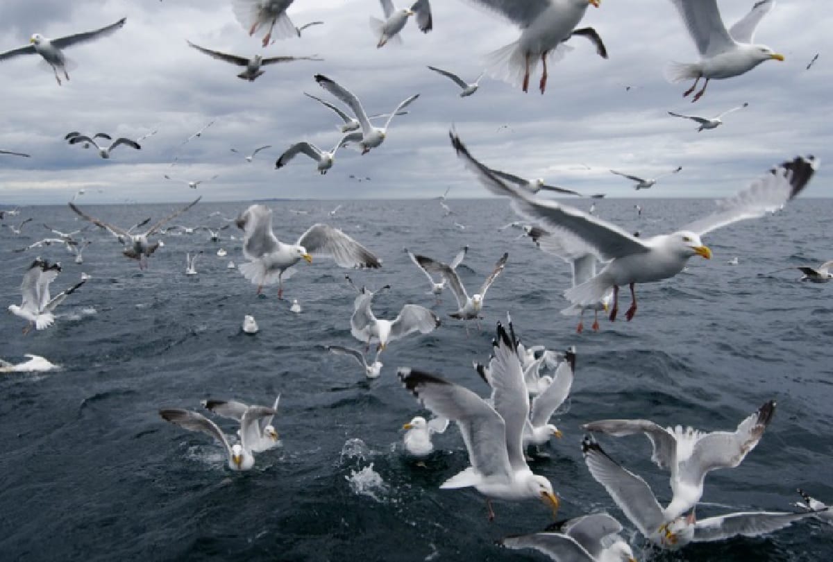 5 Most dangerous Birds in the world who can take anyones life in a moment