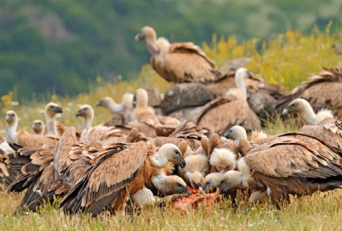 5 Most dangerous Birds in the world who can take anyones life in a moment