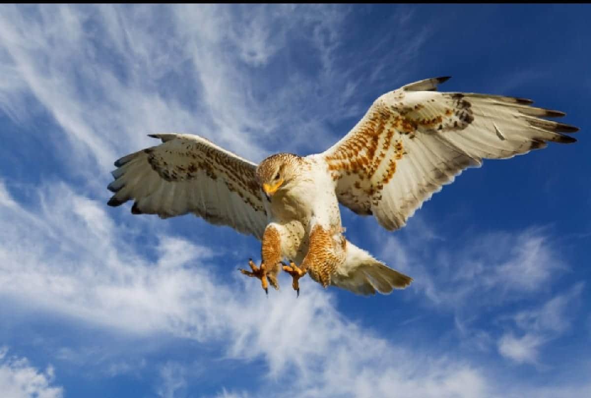 5 Most dangerous Birds in the world who can take anyones life in a moment