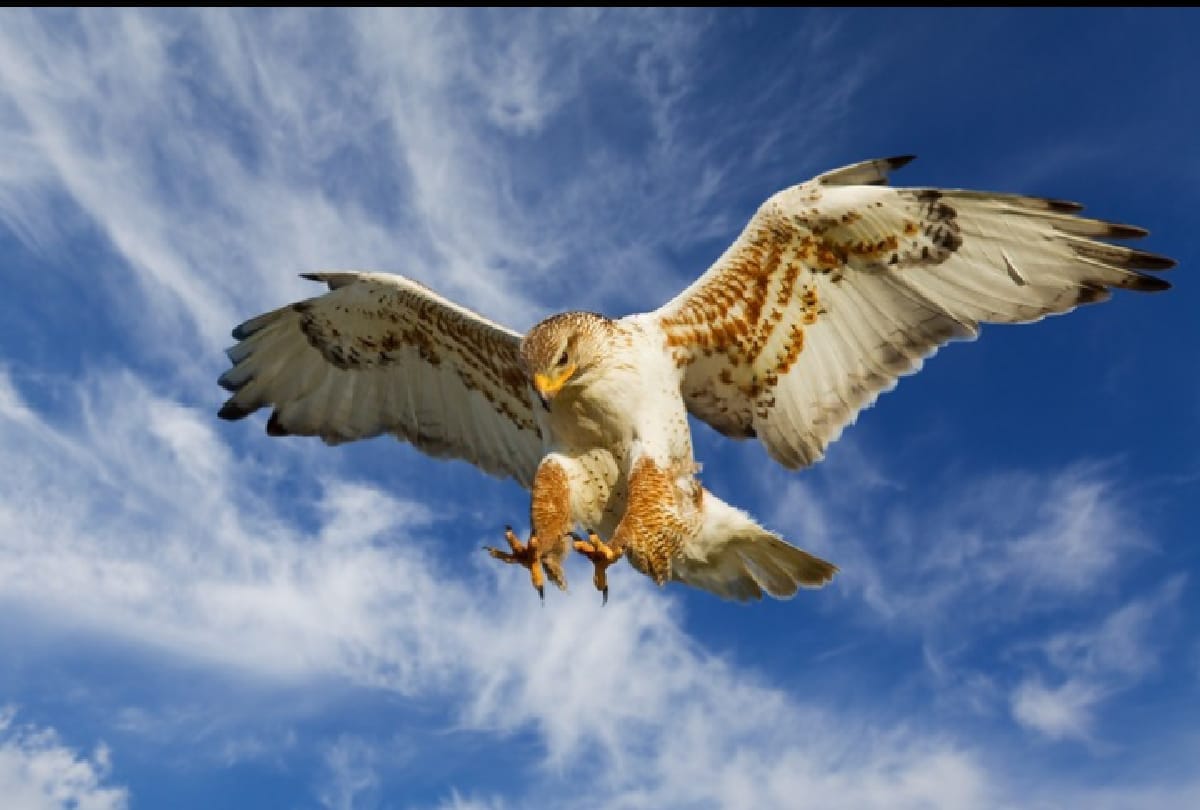 5 Most dangerous Birds in the world who can take anyones life in a moment