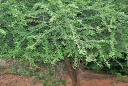 lakhampur kheri-tree acts like a human, it tickles when you caress the branches