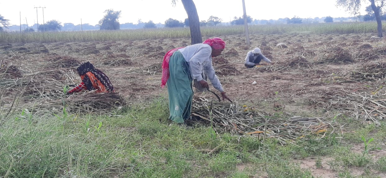 Rain damages 20 percent of the millet crop