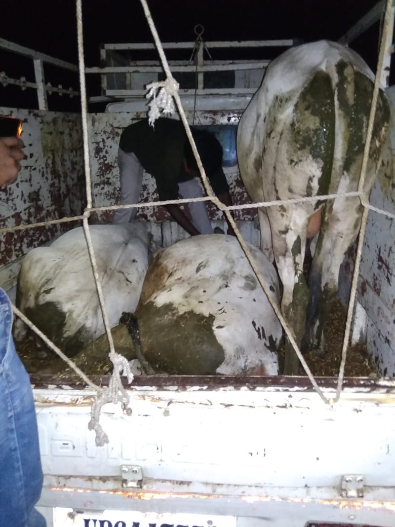 Handed over to the police to catch a pickup full of animals