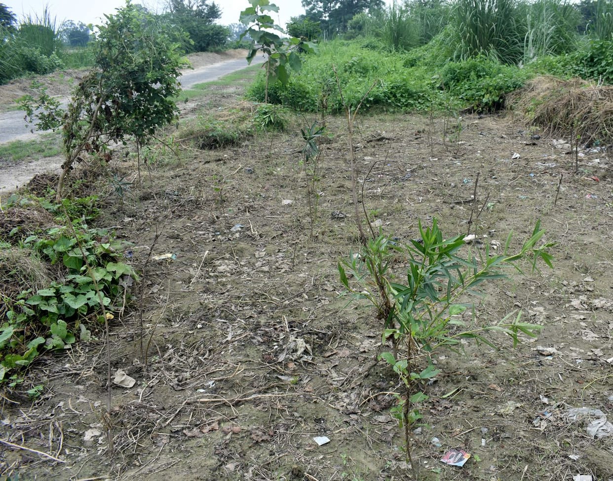 plantation
