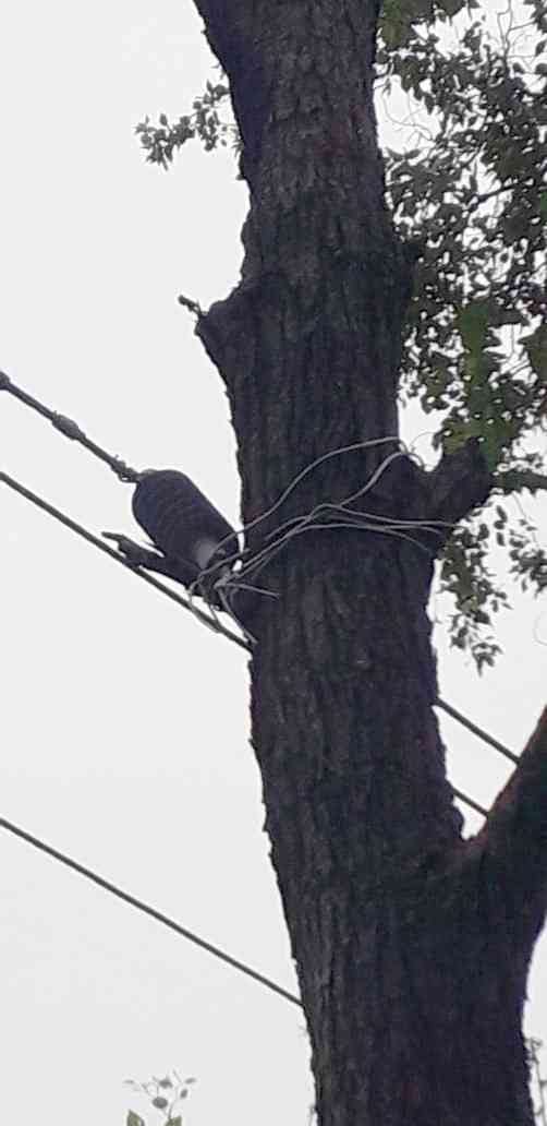 11 thousand volt wire ran with the help of trees