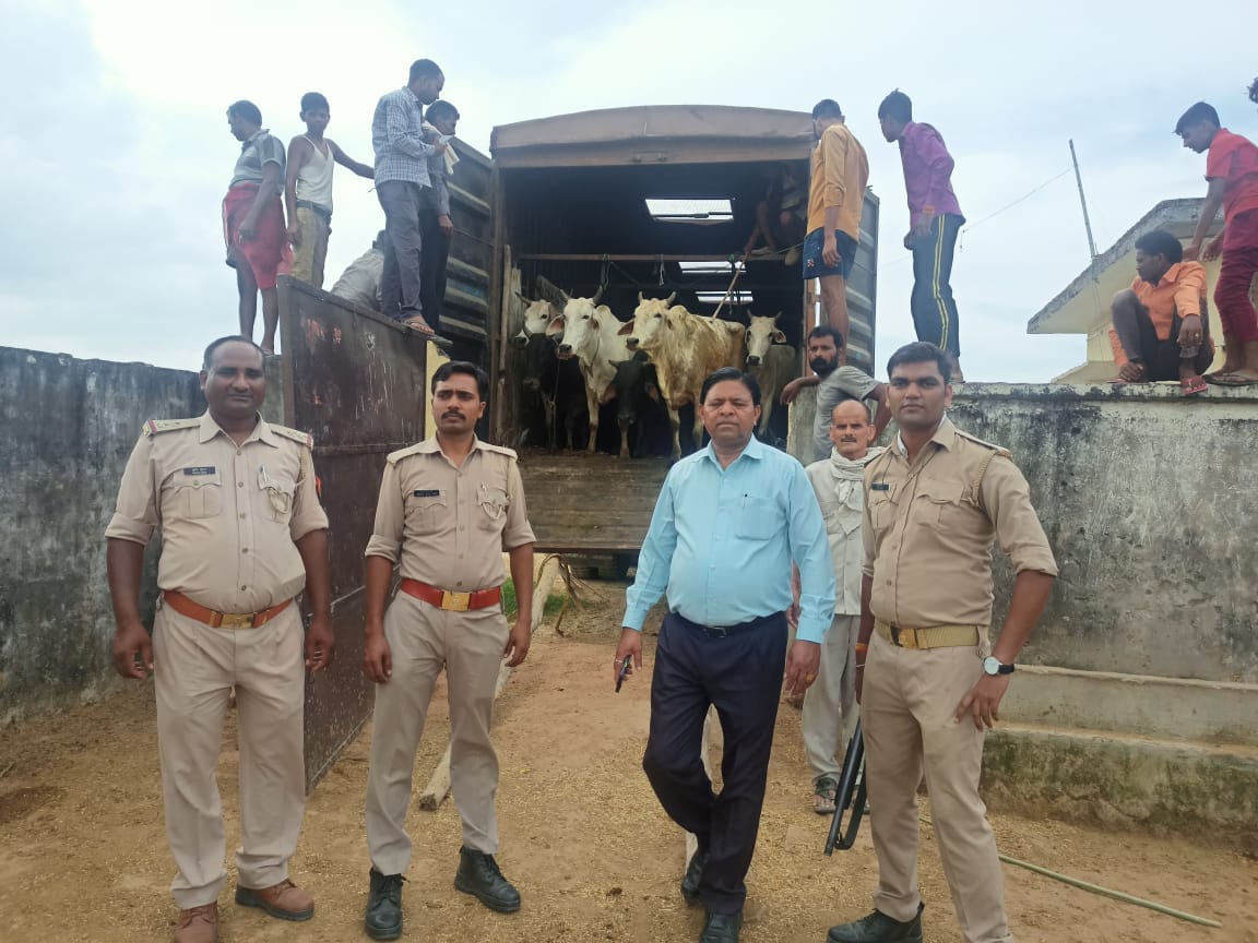 etawah news,Caught 40 cows loaded on the truck