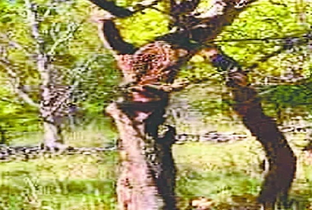 lakhampur kheri-tree acts like a human, it tickles when you caress the branches