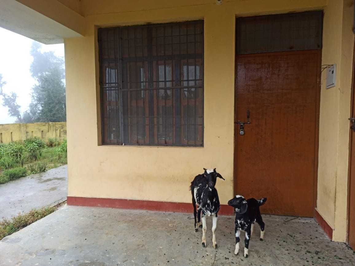 Animal service centers locked, cattle ranchers are helpless
