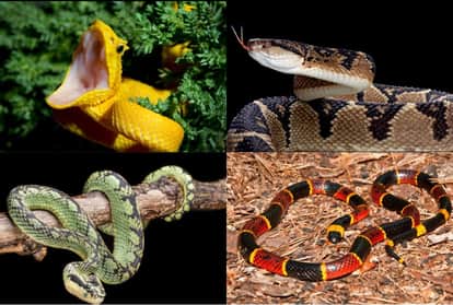 अमेजन जंगल के पांच सबसे जहरीले सांप