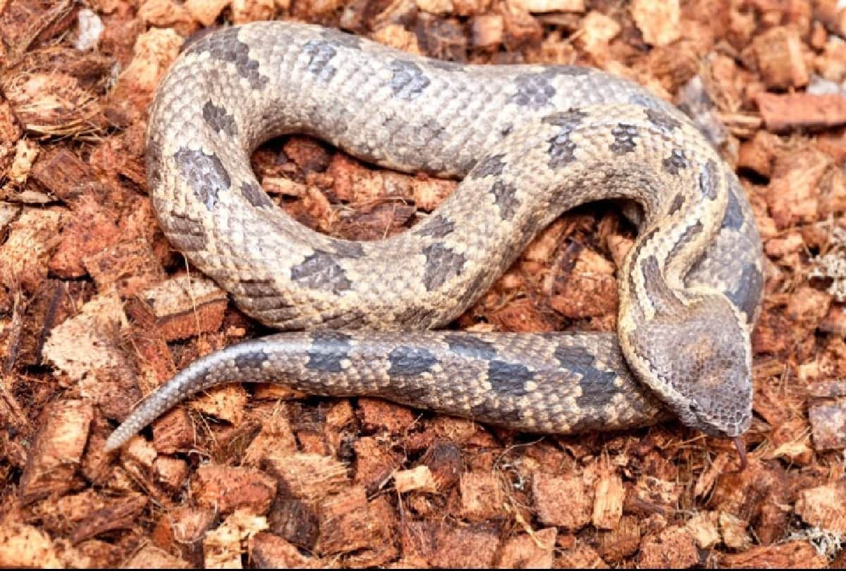 5 Most Dangerous Snakes of Amazon forest they can take life in a second