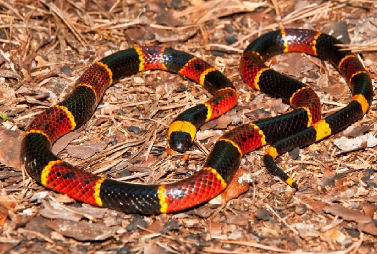 5 Most Dangerous Snakes of Amazon forest they can take life in a second