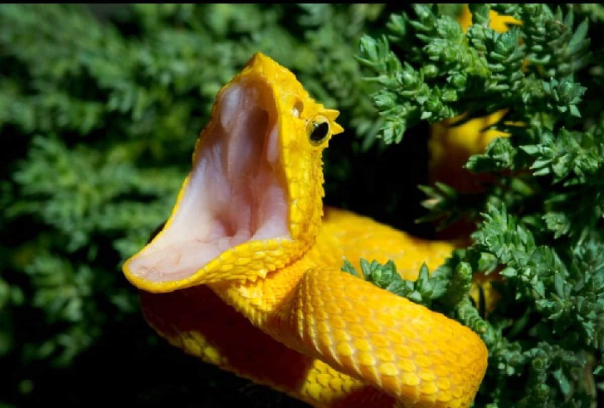 5 Most Dangerous Snakes of Amazon forest they can take life in a second