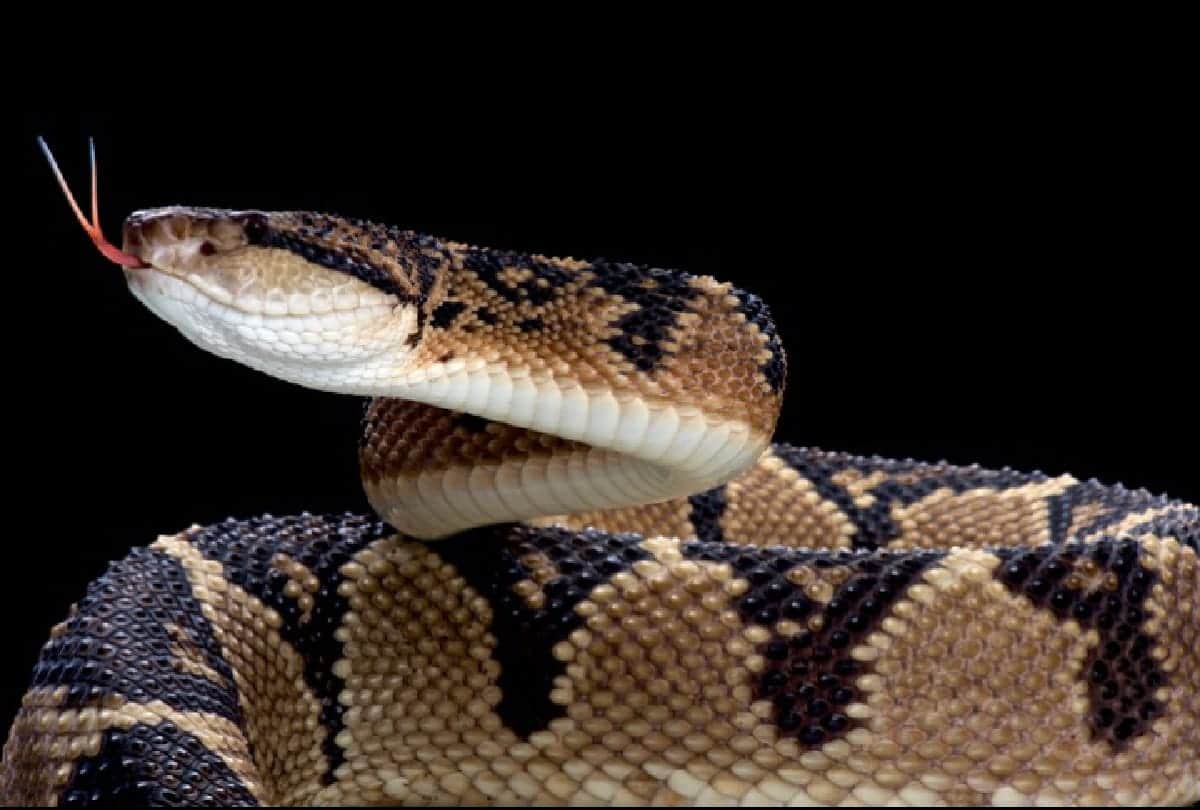 5 Most Dangerous Snakes of Amazon forest they can take life in a second