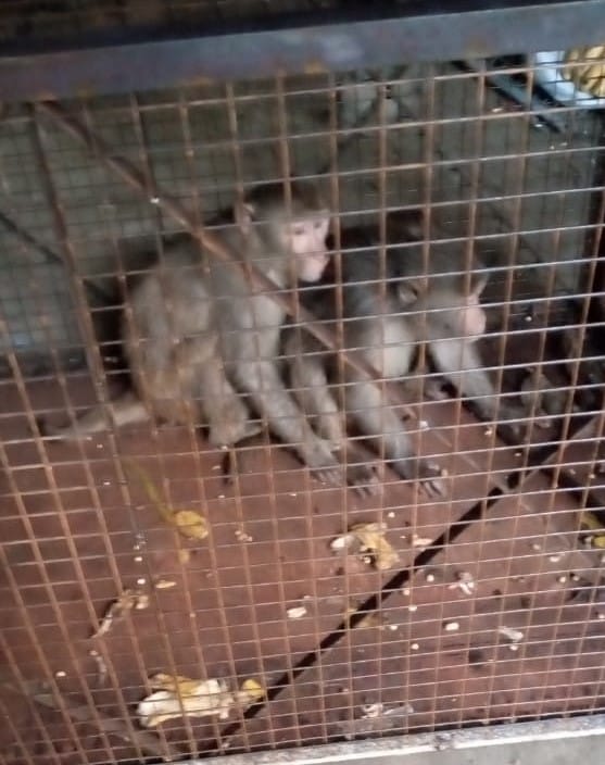 The team caught three monkeys