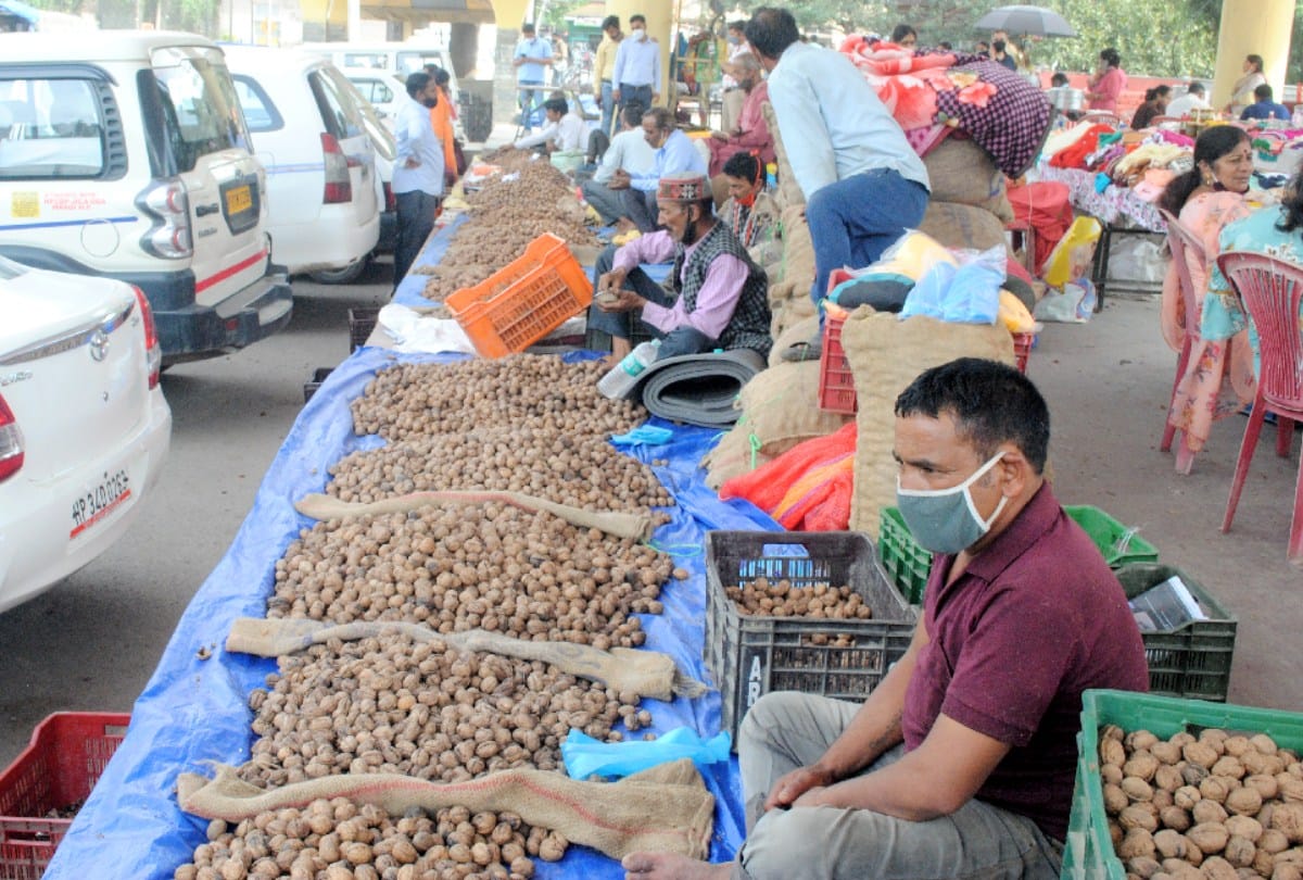 Walnut market knocks with 10% increase in price, paper variety is the first choice