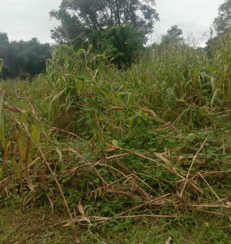 Maize crop falls flat on the field  after rain and storm in Ghumarvin