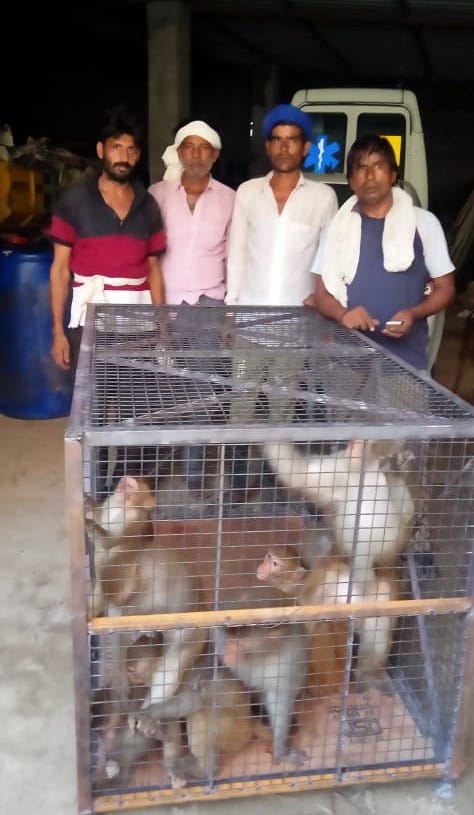 Ten dreaded monkeys trapped in the trap on the second day