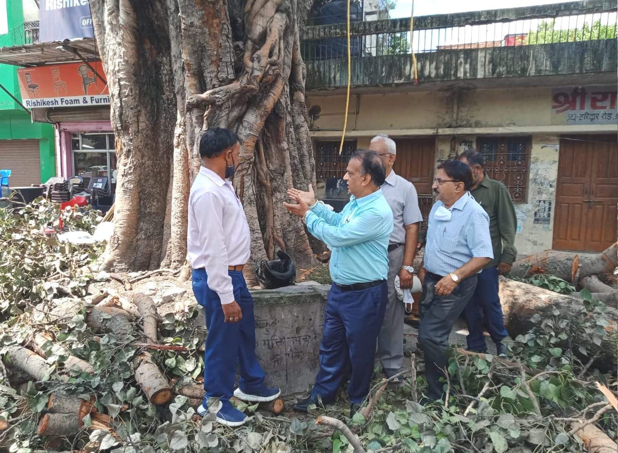 Seven peepal trees will be transplanted