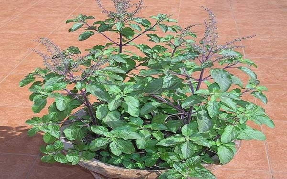 importance of holy basil in hindu religion know auspicious rules to keep tulsi plant at home