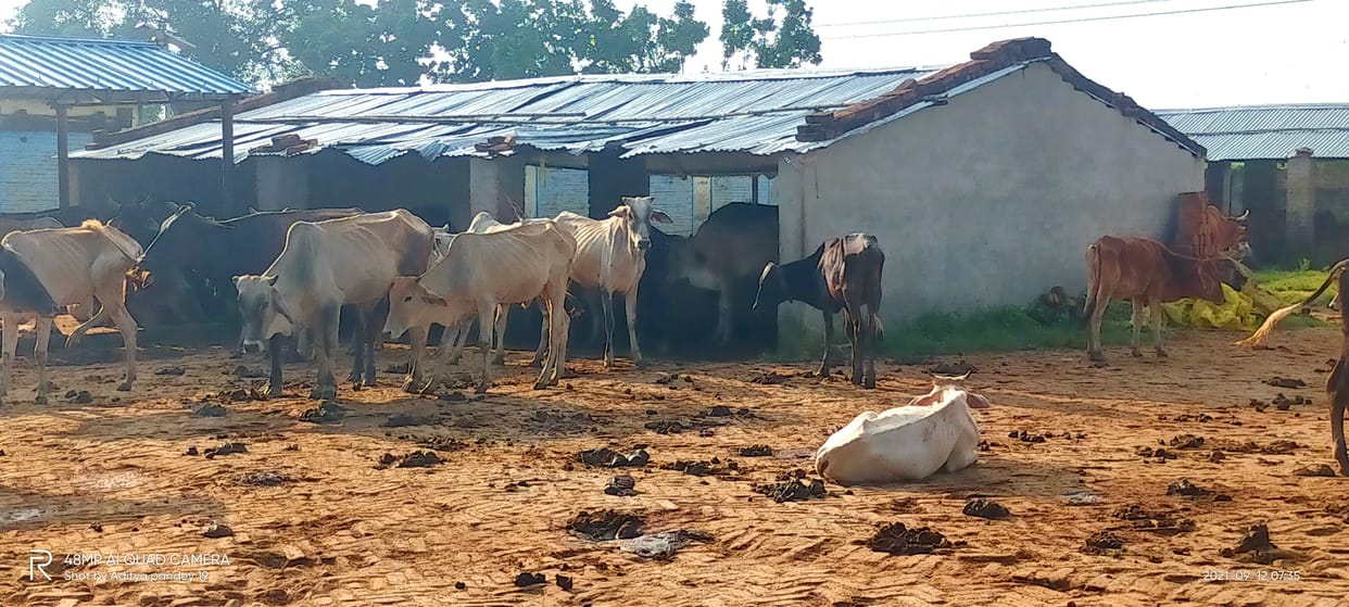Dozens of cattle sick at Parankunda animal shelter