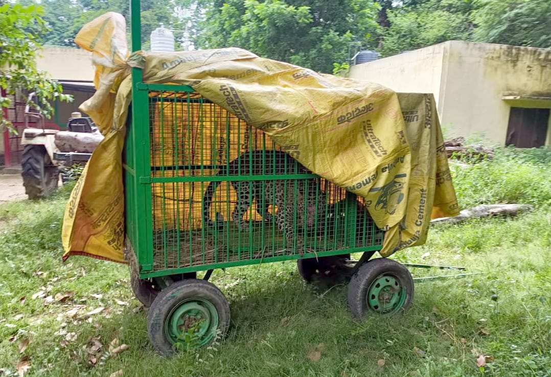 Leopard became synonymous with panic, trapped in a cage by the forest department