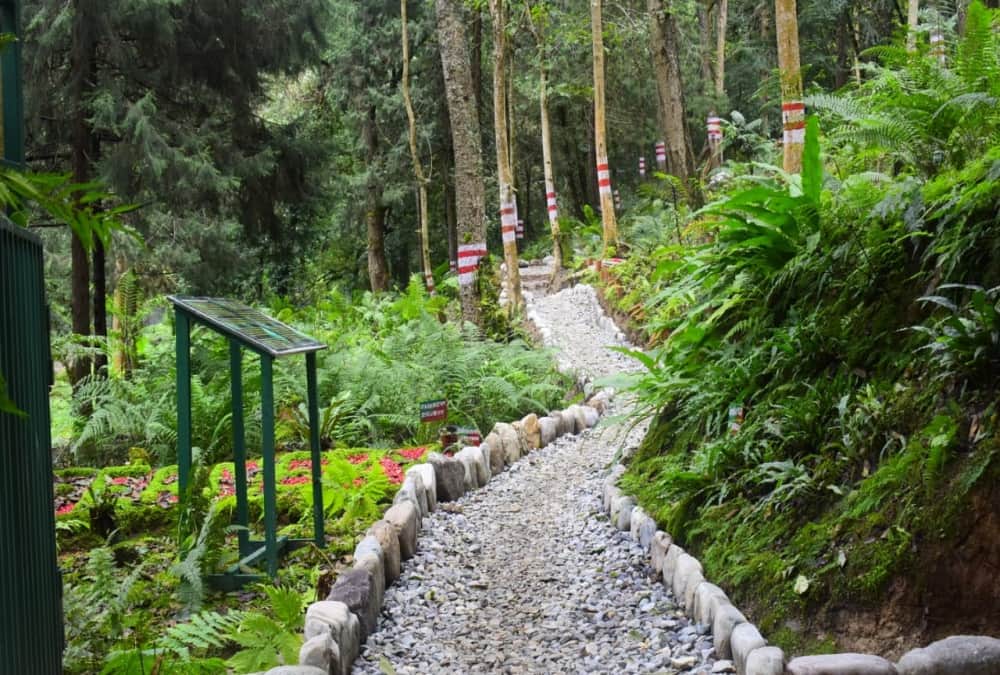 Uttarakhand News: Natural Fern Park Built in Ranikhet For The First Time in India Photos