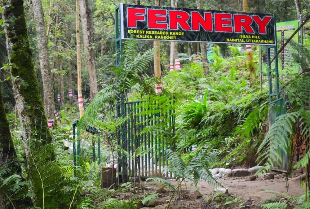 Uttarakhand News: Natural Fern Park Built in Ranikhet For The First Time in India Photos
