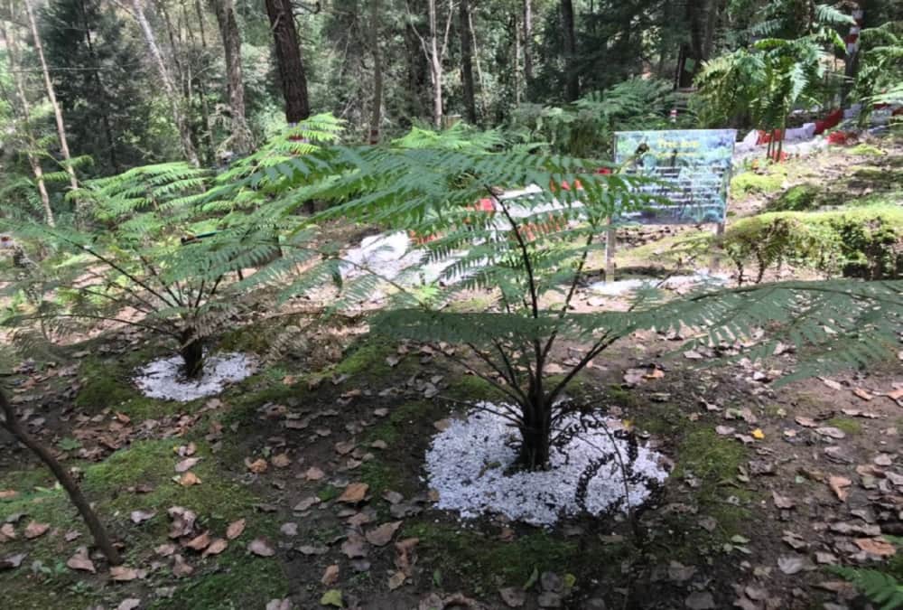 Uttarakhand News: Natural Fern Park Built in Ranikhet For The First Time in India Photos