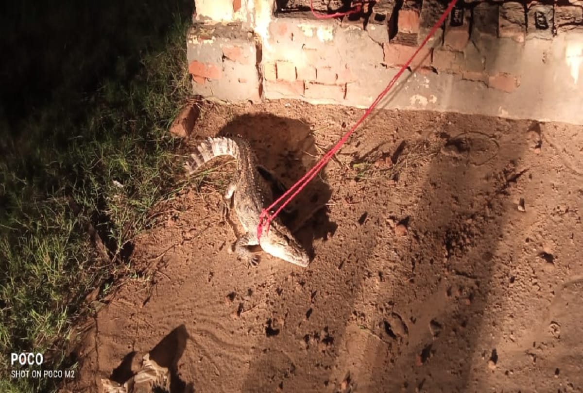 Crocodile found in a pond made for fish farming in Aligarh