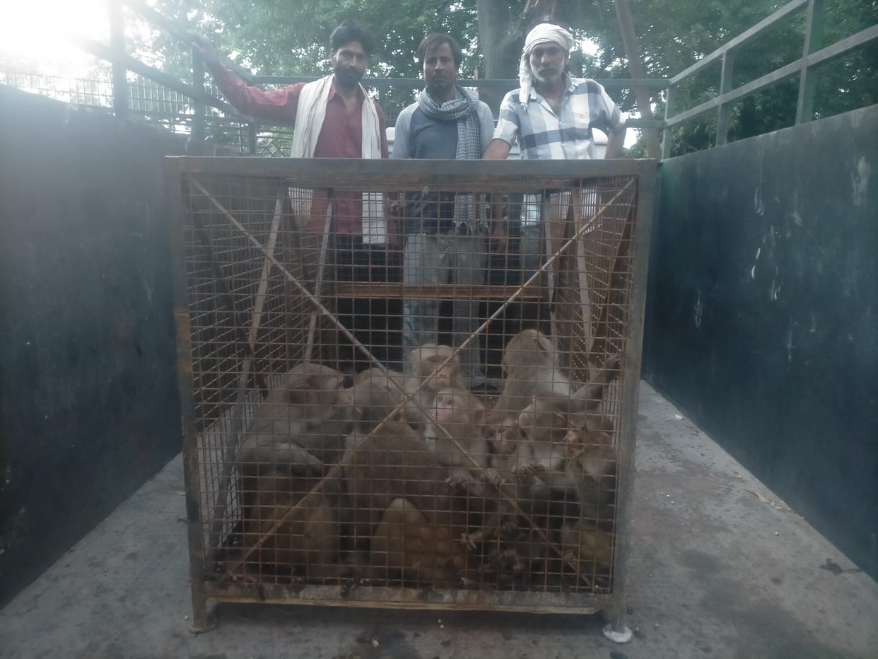 19 more monkeys trapped in the net laid by the team