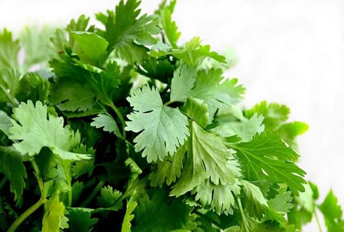 Health tips benefits of green coriander in hindi