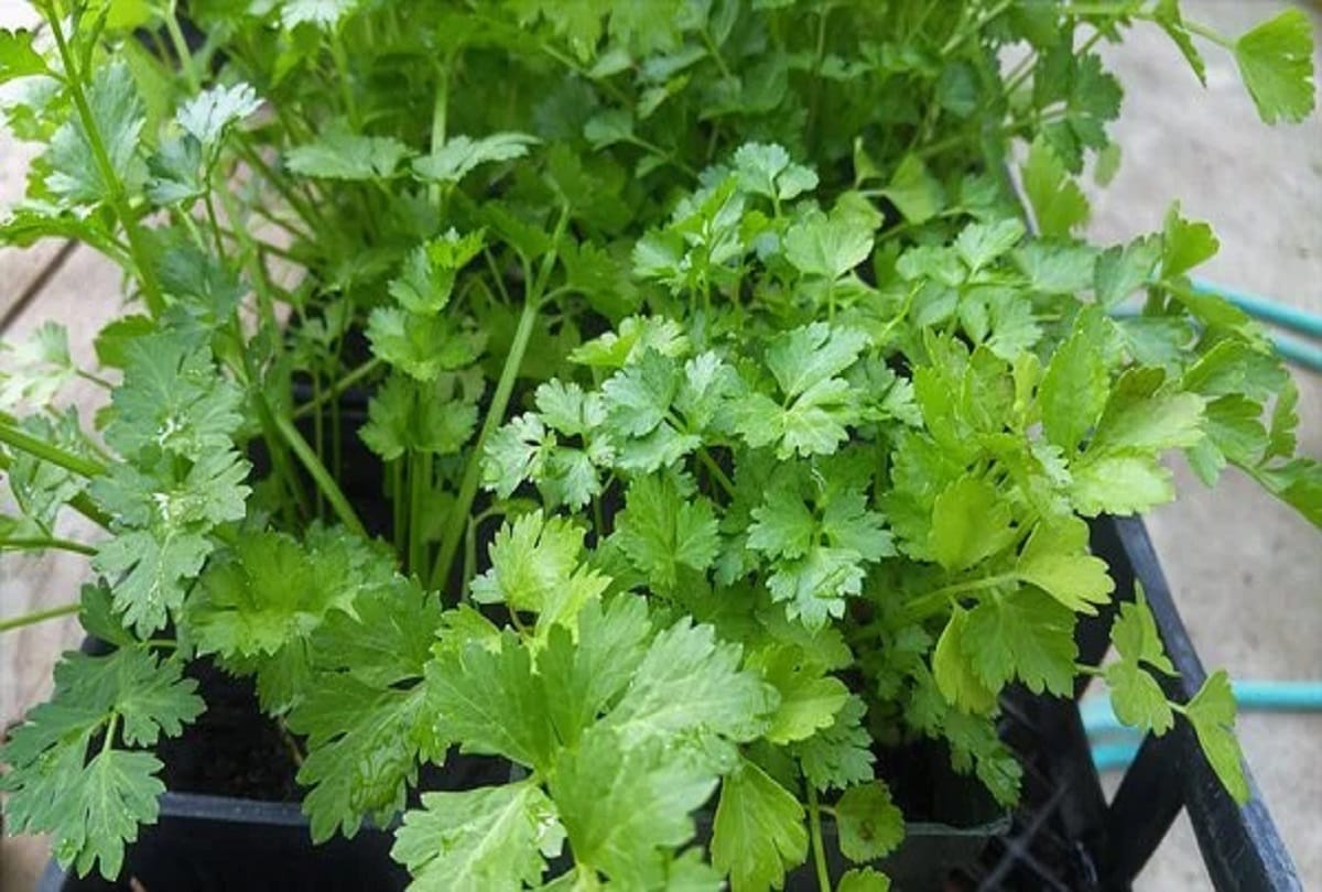 make coriander leaf sabji with this recipe