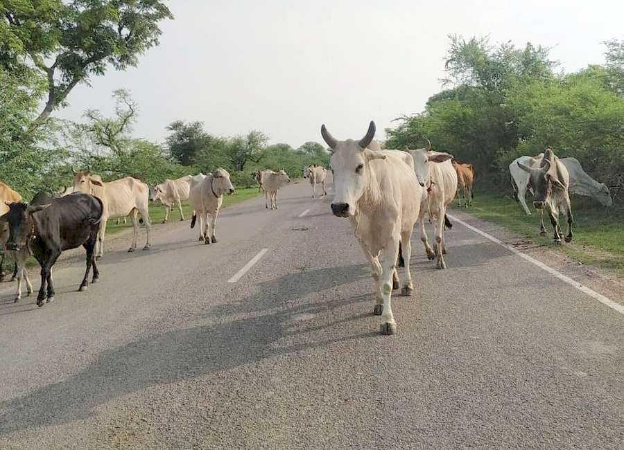 Anna and pet cow will be recognized by seeing the tag