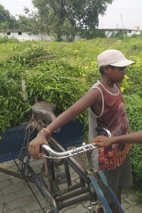 Black marketing of wild herbs is happening on a large scale