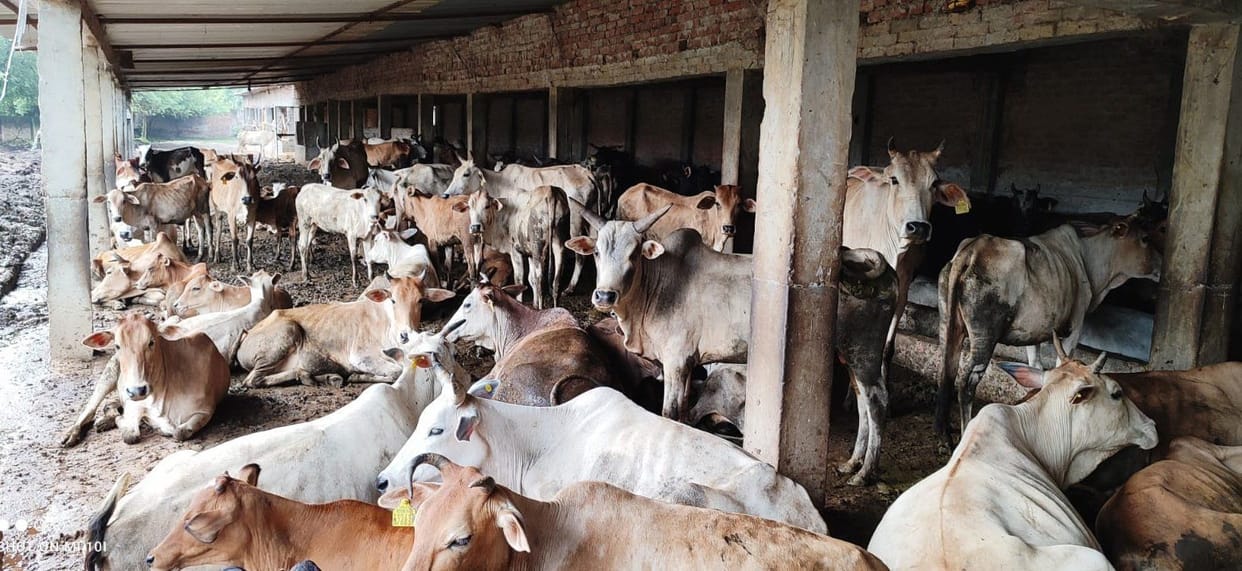 Officers sent 40 cows, did not arrange for fodder