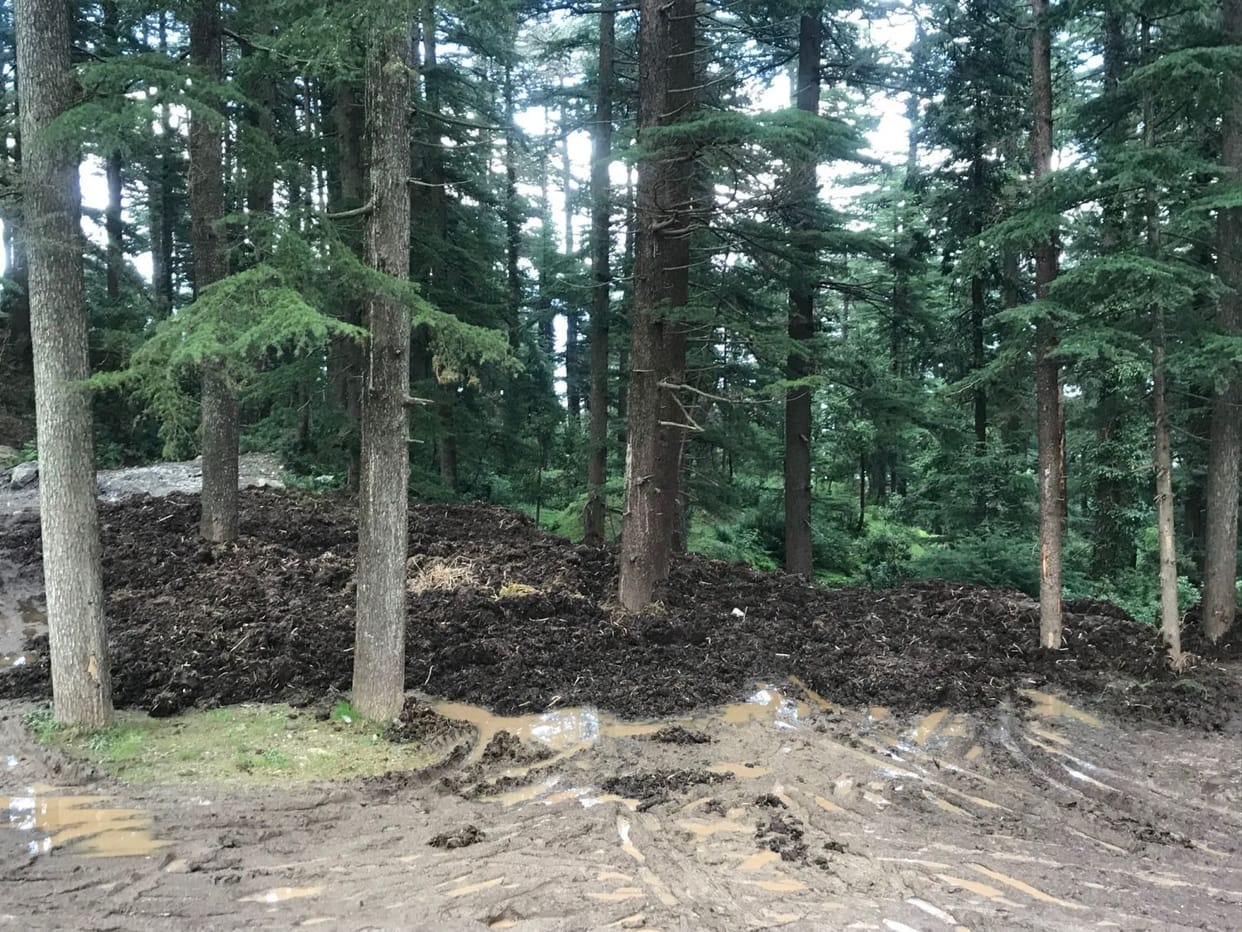 Damage to green pine trees by siltation