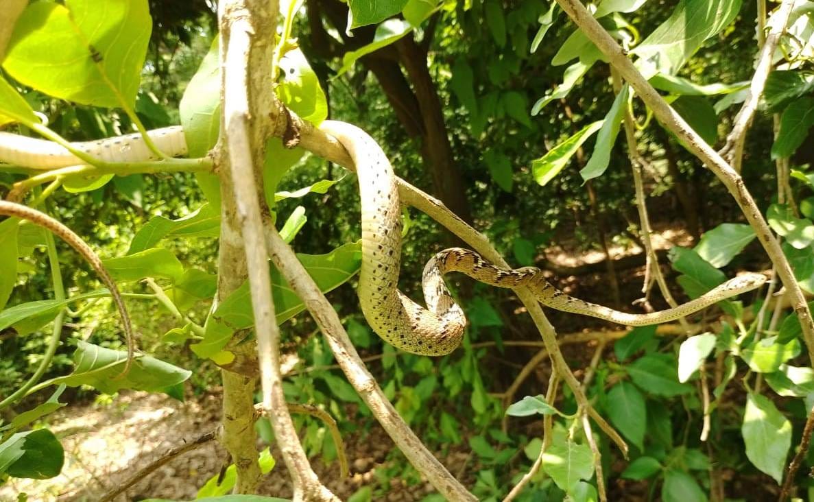 The wonderful world of snakes lives in the forests of Kalagarh