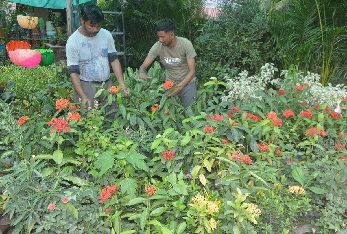 Corona Virus Second Wave Lack Of Oxygen People Plant Tree In House