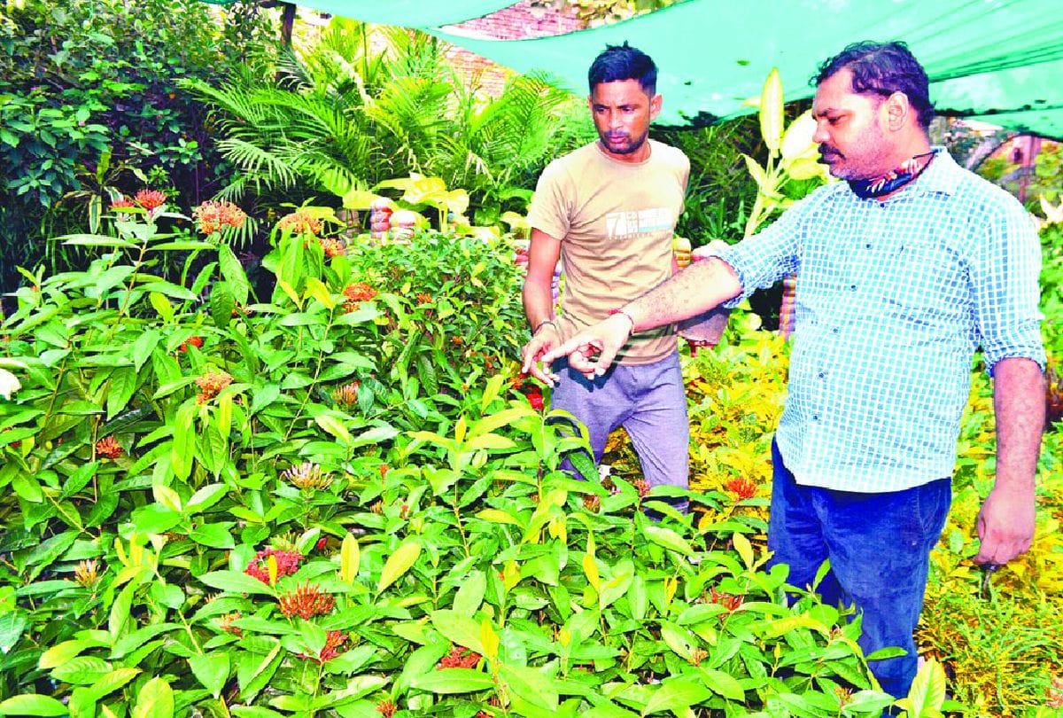 Corona Virus Second Wave Lack Of Oxygen People Plant Tree In House