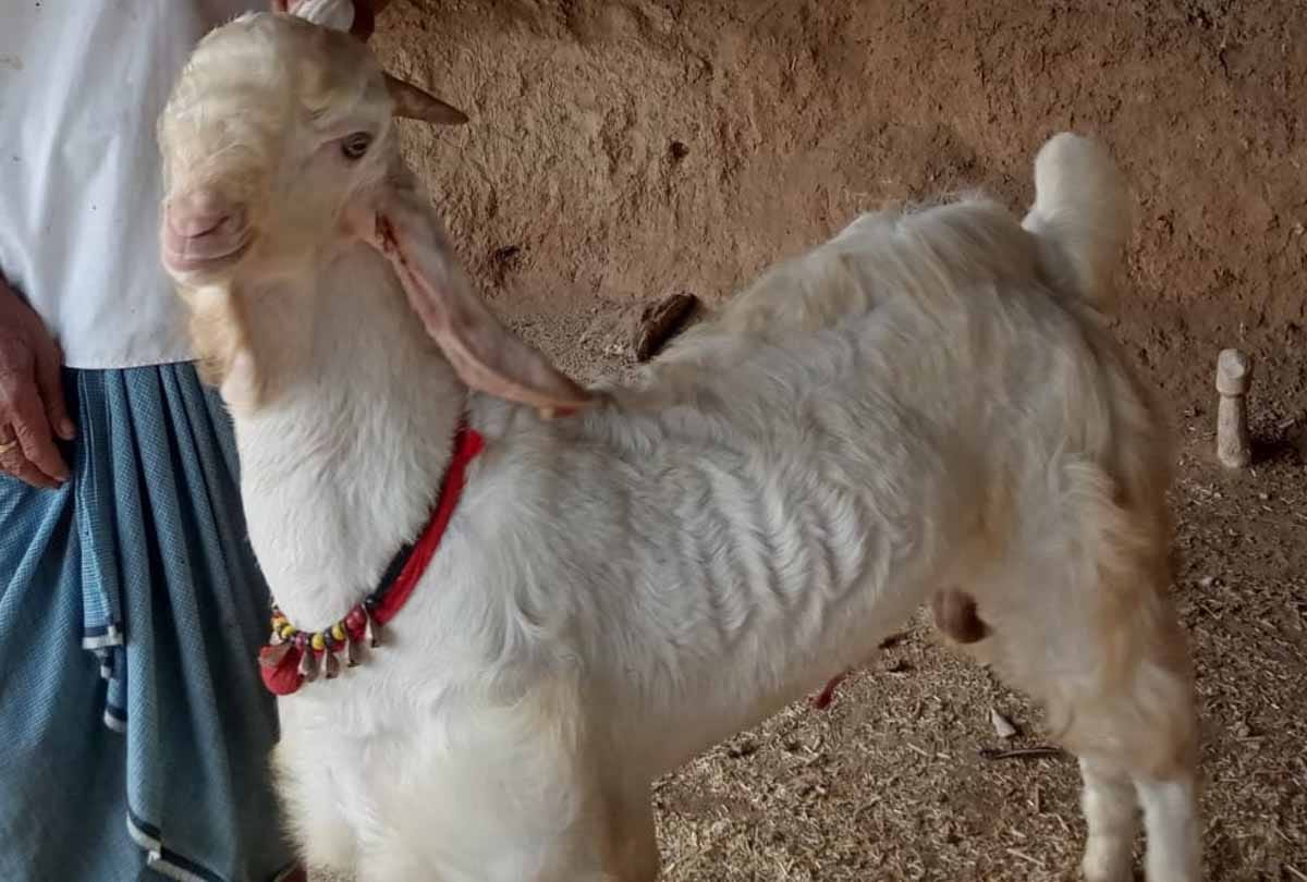 Allah is written on the back of this goat